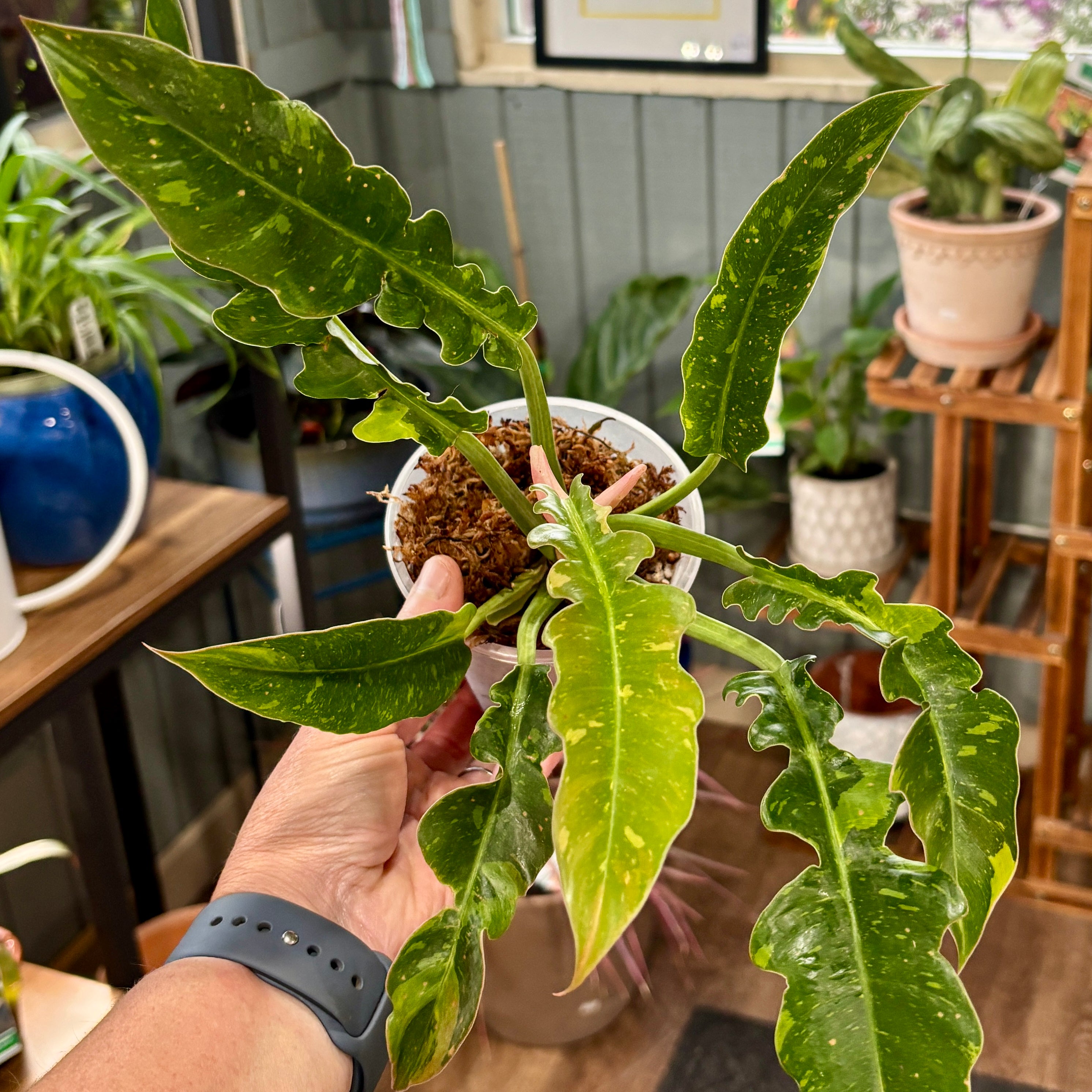 A person's hand holding a small potted variegated plant with wavy, deeply lobed green leaves speckled with yellow and white spots, in a plant shop.