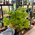 A person's hand holding a lush green leafy houseplant in a shop filled with shelves of other potted plants at Paisley Gardens in Northfield, MN..