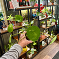 A person's hand holding a small potted plant with bright green, round, paddle-shaped leaves speckled with light green spots in front of a wooden shelf display filled with various potted houseplants at Paisley Gardens in Northfield, MN.