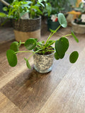 A green plant with round leaves sitting in a white and gray pot on a wood floor with other plants in the background at Paisley Gardens in Northfield, MN.