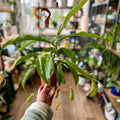A hand holding a potted Nepenthes pitcher plant in a real indoor plant shop environment with shelves and other plants blurred in the background.