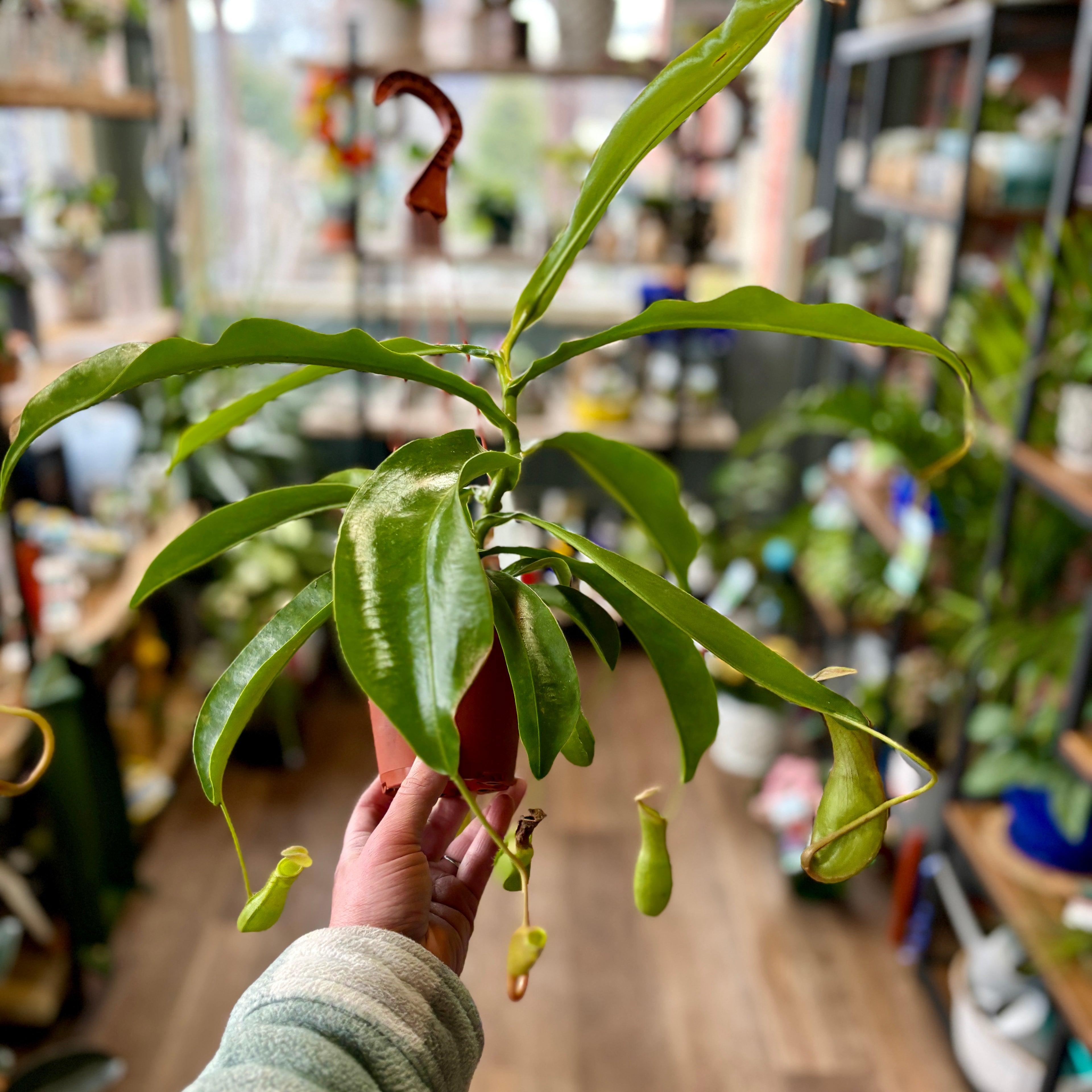 A hand holding a potted Nepenthes pitcher plant in a real indoor plant shop environment with shelves and other plants blurred in the background.