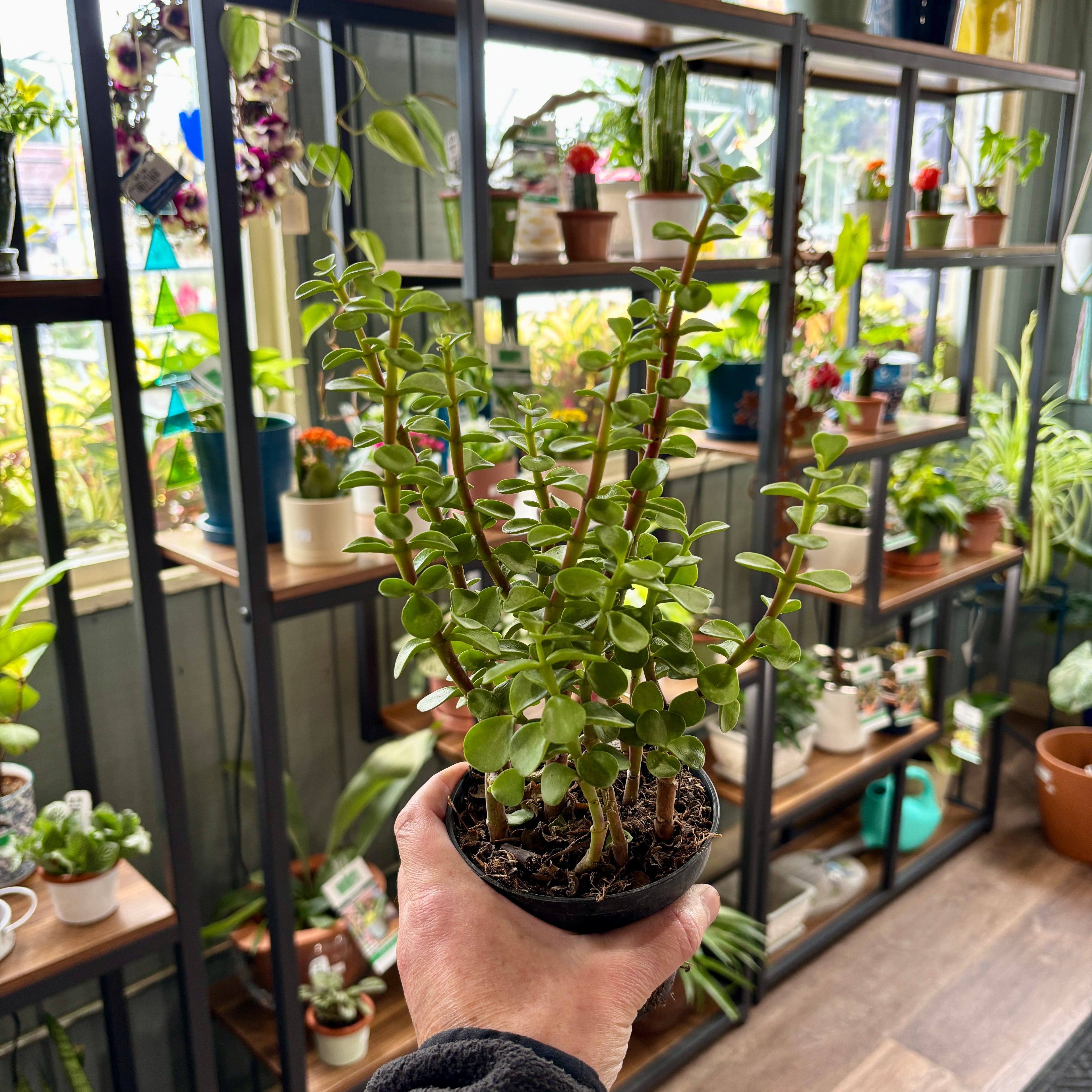 A potted jade plant with thick green stems and mini oval leaves, held in a person's hand in front of a shelving unit filled with other houseplants.
