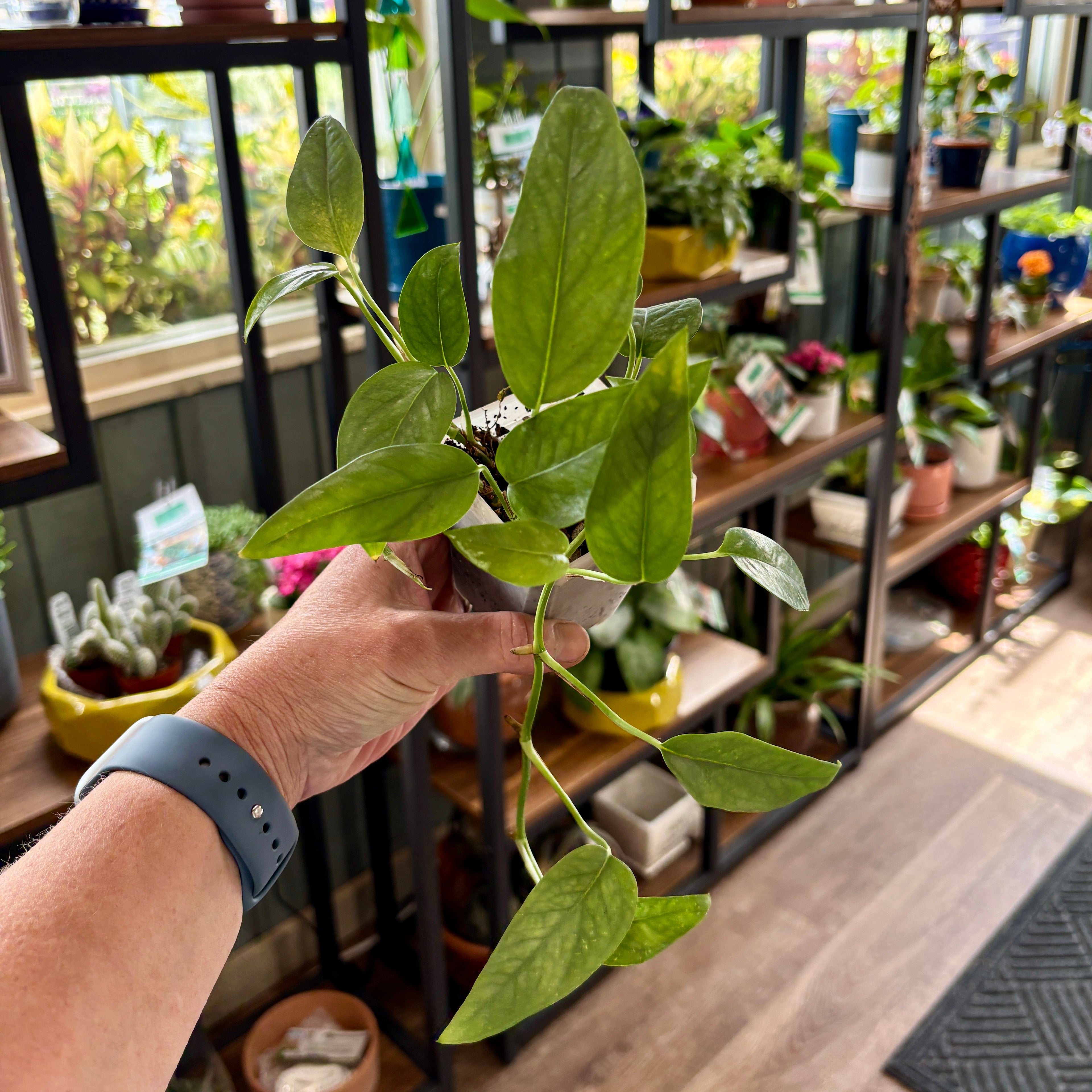 A person's hand holding a small green houseplant with heart-shaped leaves in a shop filled with shelves of other potted plants at Paisley Gardens in Northfield, MN.