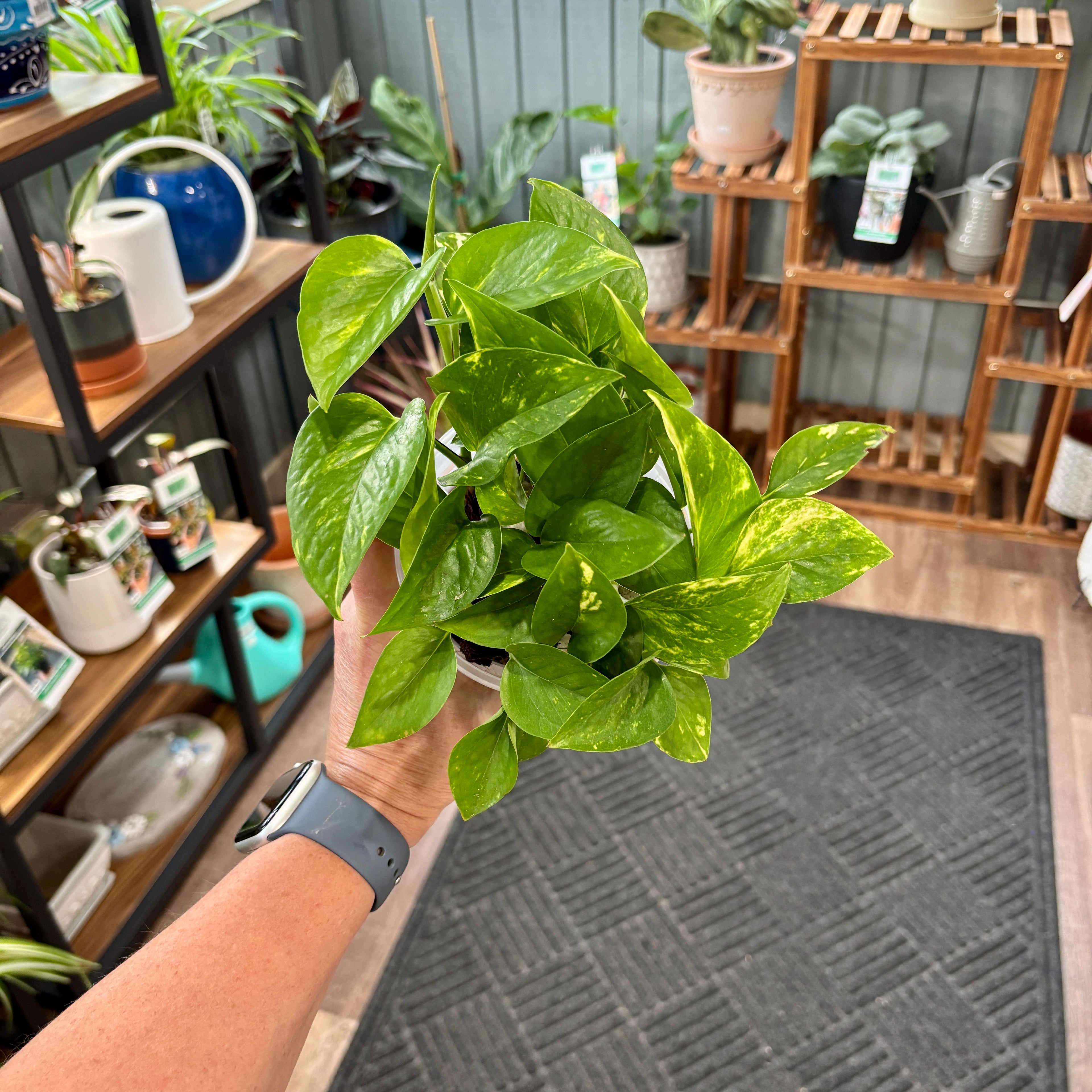 A person holds a potted variegated pothos plant in a retail store setting with shelves of other plants and pots in the background.