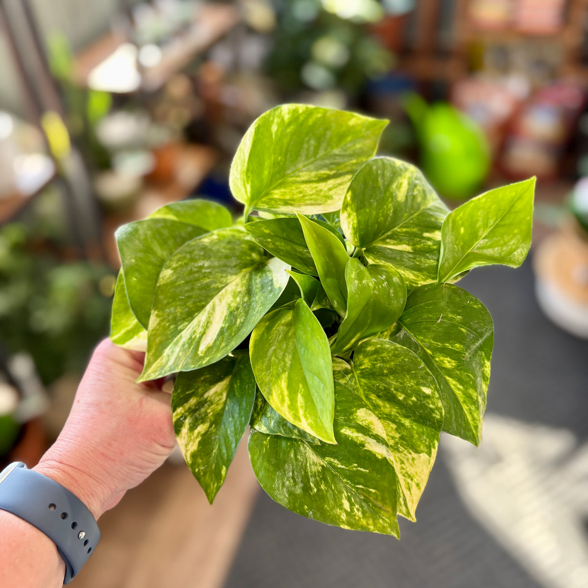 A close-up of a variegated pothos plant with green and yellow leaves being held by a person's hand at Paisley Gardens in Northfield, MN.