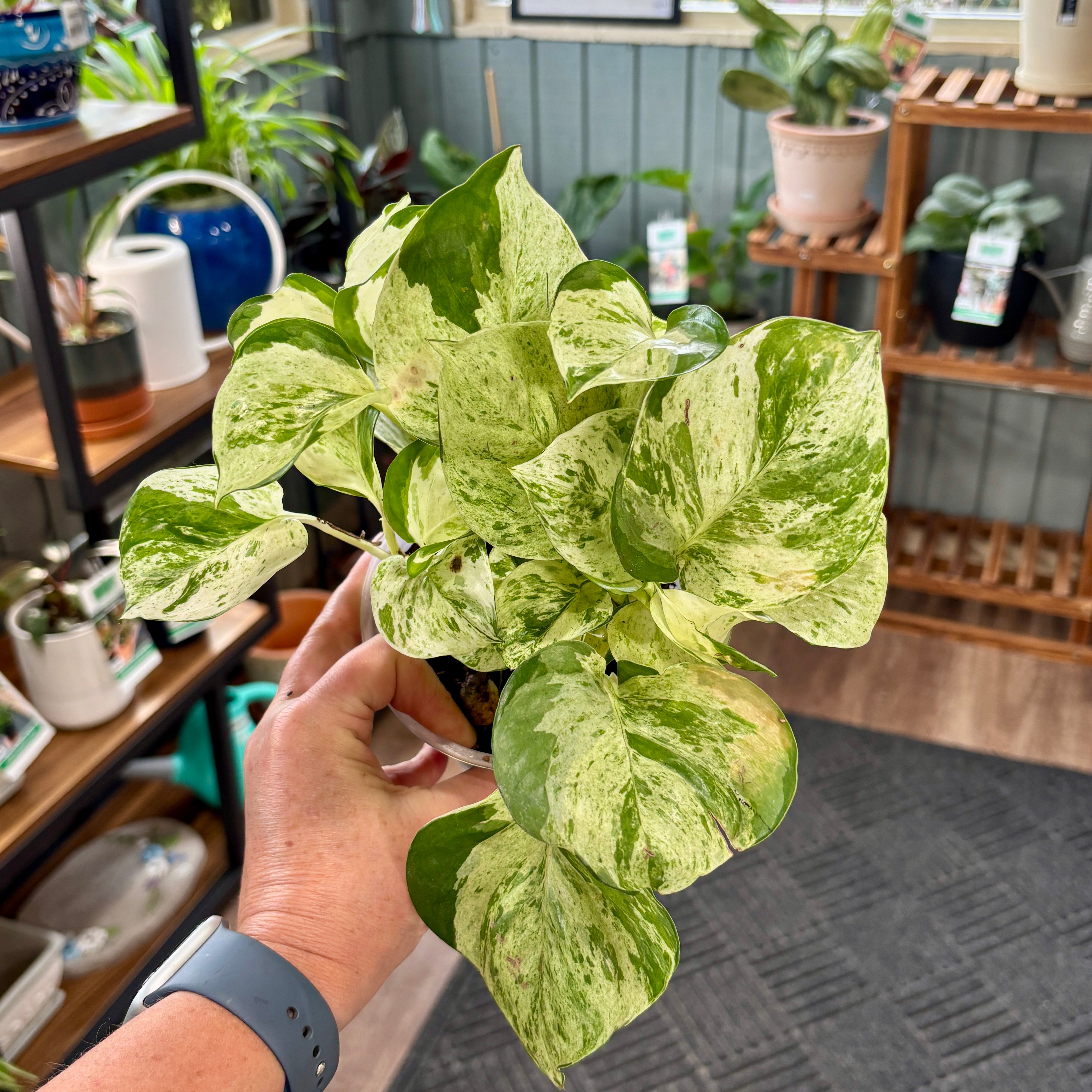 A hand holding a variegated Pothos with vibrant green, creamy white and yellow vining leaves in a plant shop with shelves filled with pots and plants.
