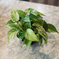 A variegated pothos plant with green and cream-colored heart-shaped leaves, potted in a black pot and placed on a light gray stone surface at Paisley Gardens in Northfield, MN.