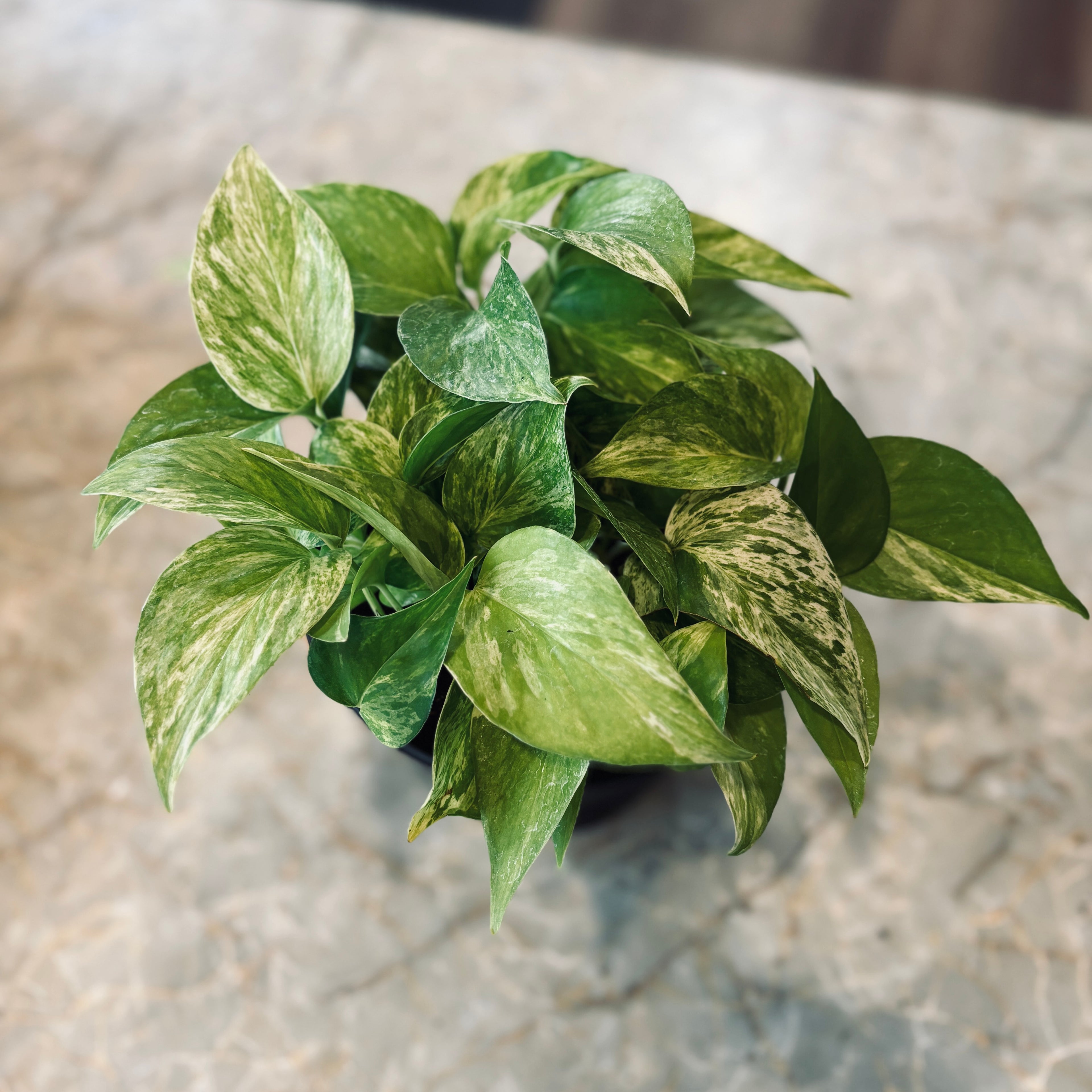 A variegated pothos plant with green and cream-colored heart-shaped leaves, potted in a black pot and placed on a light gray stone surface at Paisley Gardens in Northfield, MN.