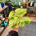 A person's hand holding a variegated pothos plant with bright green and yellow-green leaves, set against a background of a plant nursery or home interior with shelves of other plants.