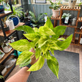 A variegated pothos plant with bright green and yellow leaves held up by a hand in a plant store with wooden shelves and other potted plants in the background.