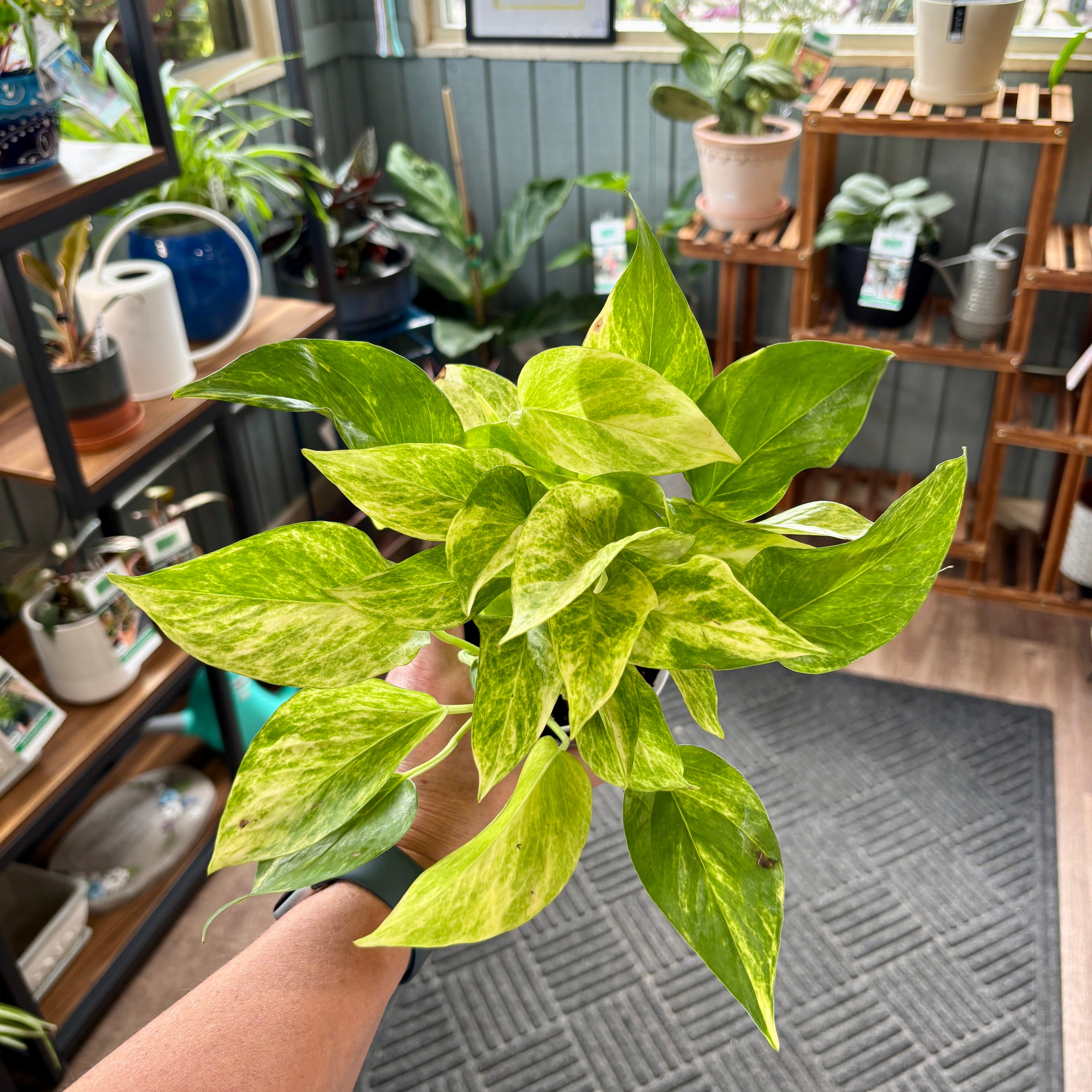 A variegated pothos plant with bright green and yellow leaves held up by a hand in a plant store with wooden shelves and other potted plants in the background.