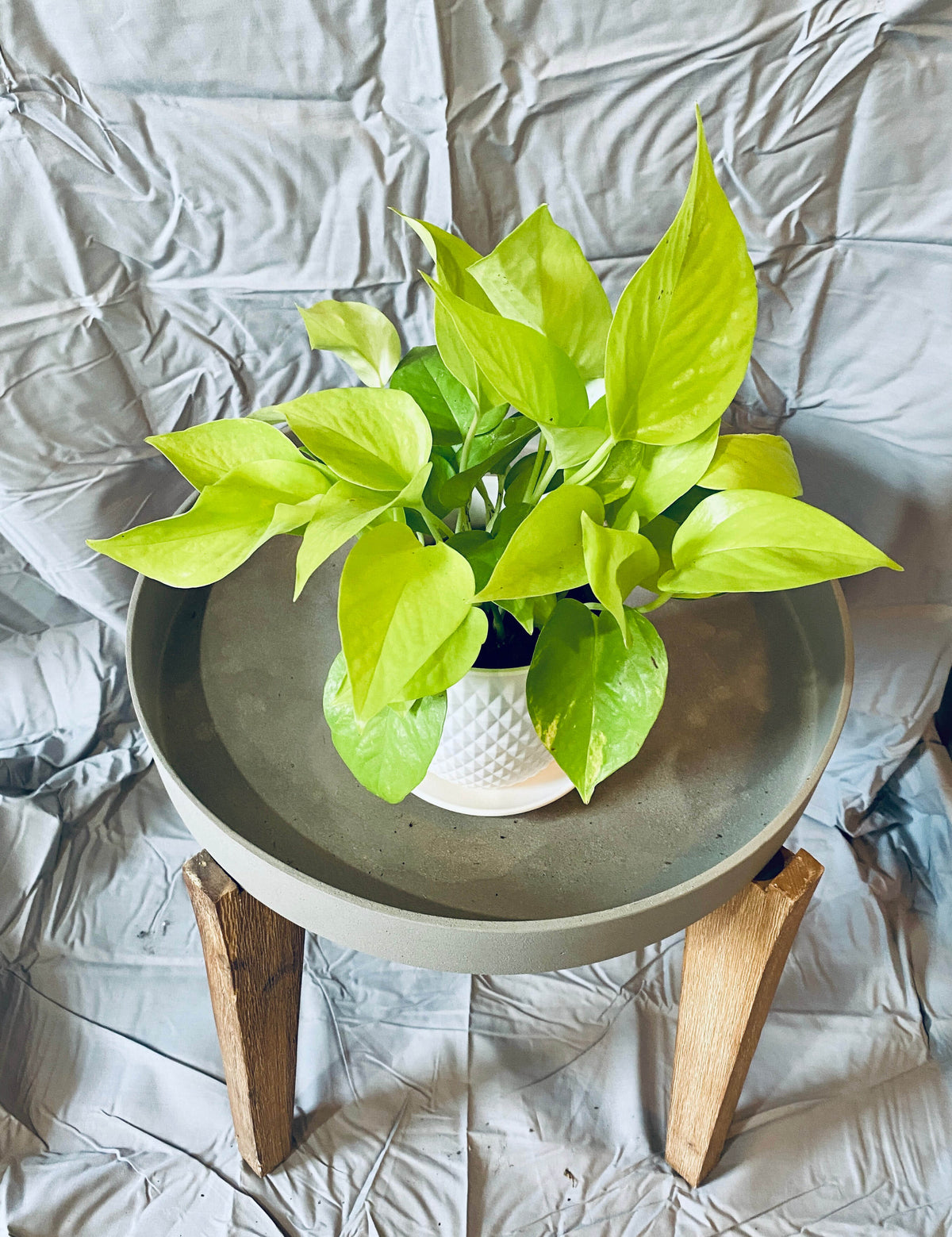 Potted Pothos plant with bright chartreuse green vining leaves on a small round table with a white background at Paisley Gardens in Northfield, MN.