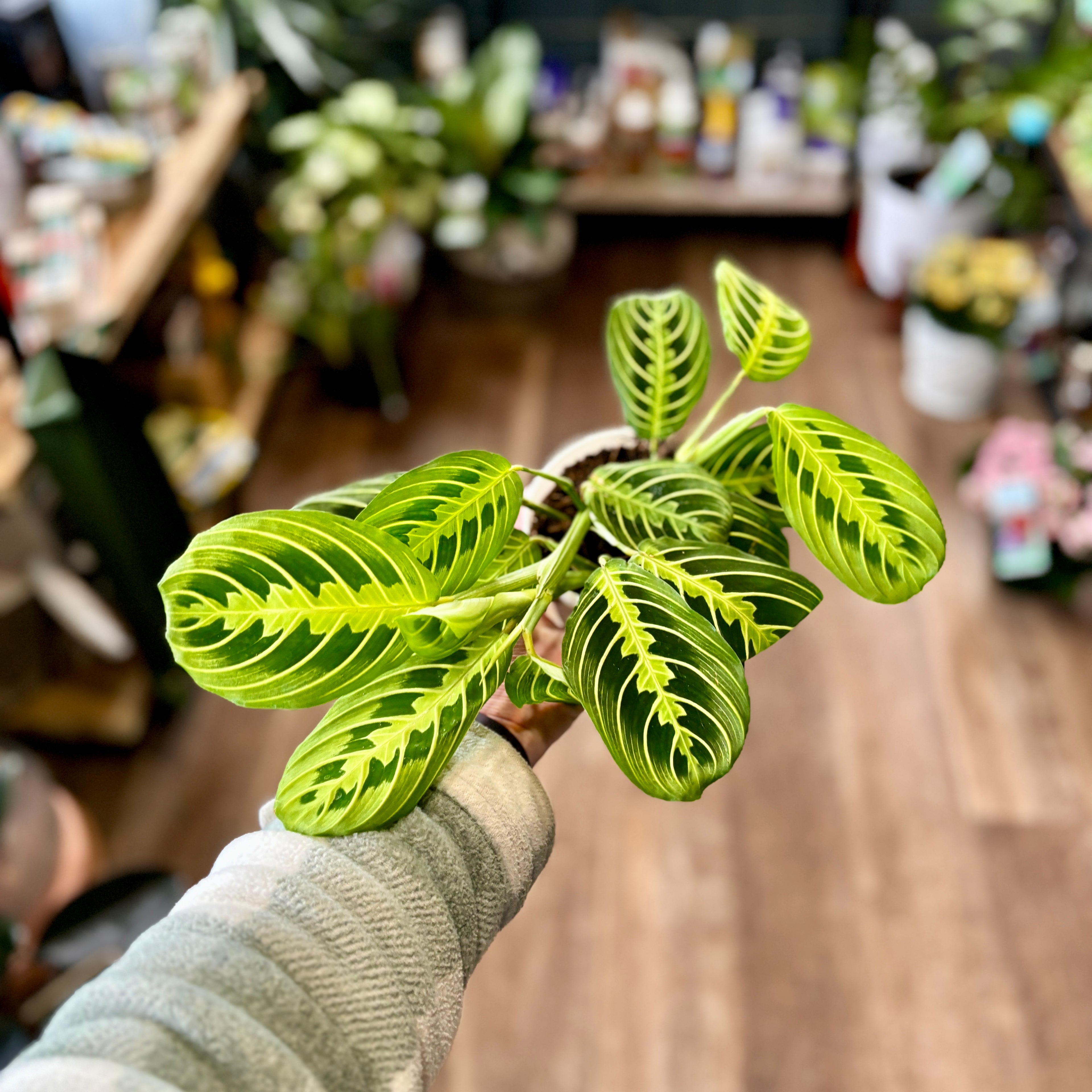 A person's hand wearing a gray knit sleeve holds a small potted Maranta plant with vibrant green leaves featuring prominent lime green veining, set against a blurred indoor background of a plants at Paisley Gardens in Northfield, MN.