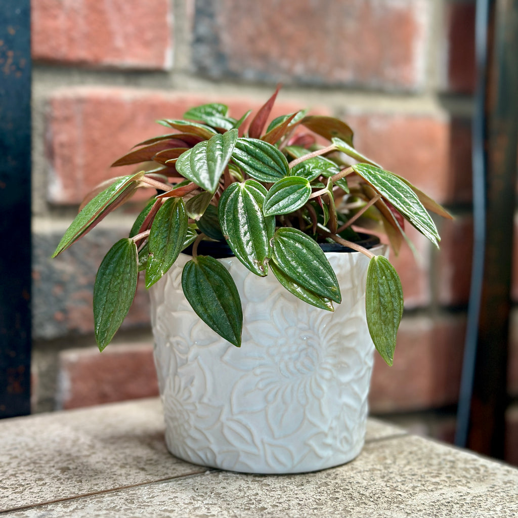 A potted houseplant with green and reddish leaves in a white embossed ceramic pot, placed on a stone surface in front of a brick wall at Paisley Gardens in Northfield, MN