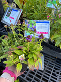 A six pack of Common Self-Heal plants. A ground cover plant being held by a gloved hand at a garden center. The plant features green and reddish-purple leaves with clusters of small purple flowers.