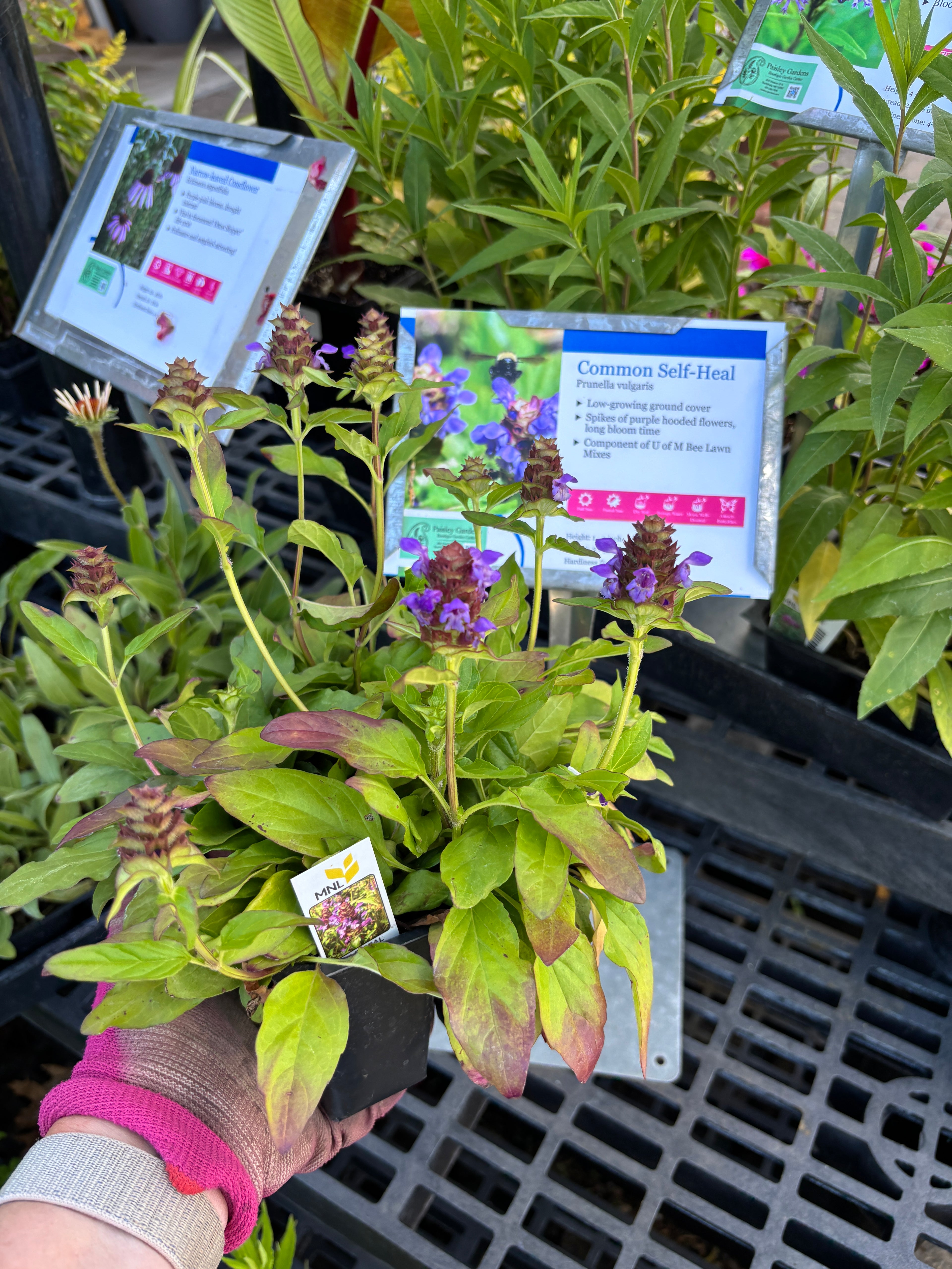 A six pack of Common Self-Heal plants. A ground cover plant being held by a gloved hand at a garden center. The plant features green and reddish-purple leaves with clusters of small purple flowers.