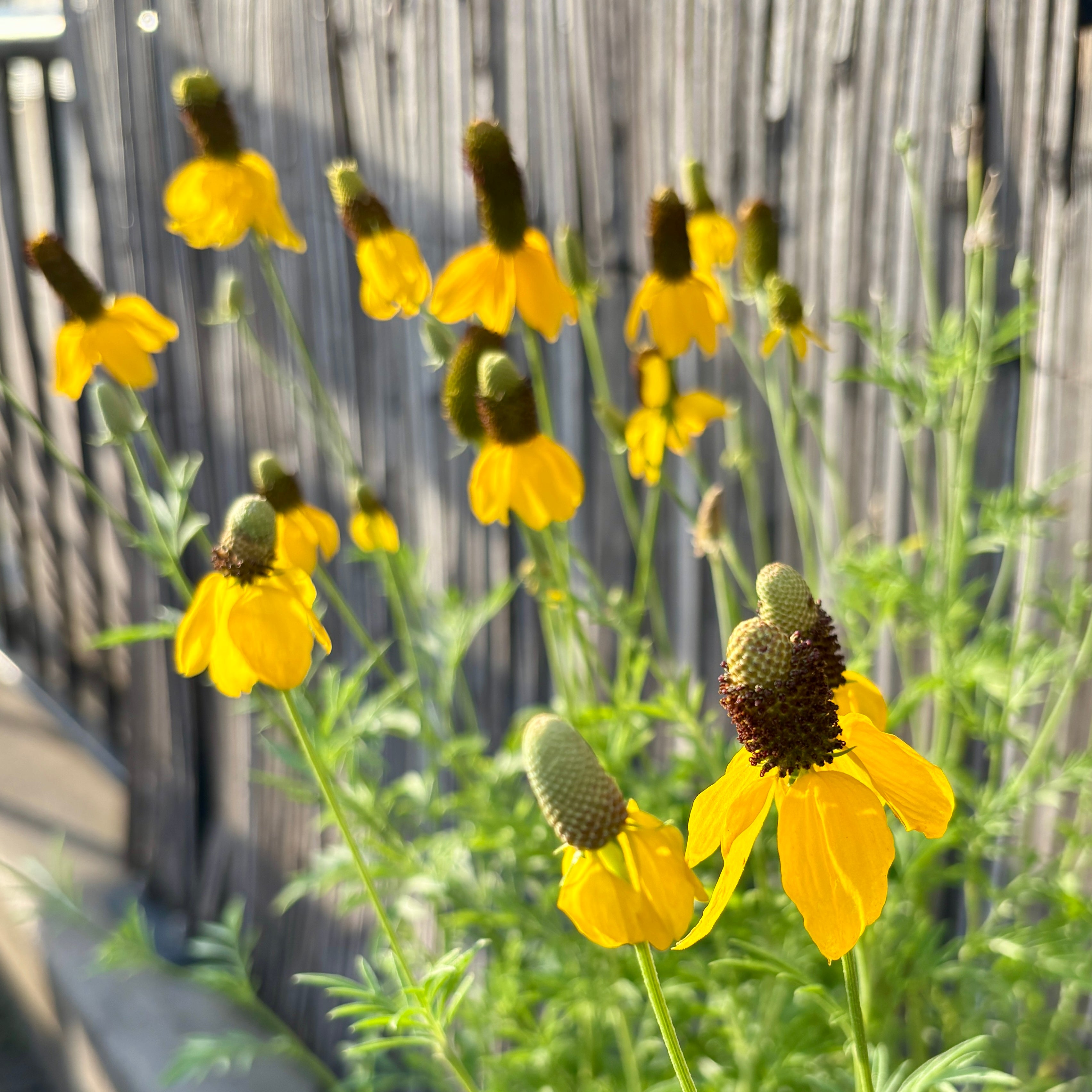 Yellow coneflowers with dark brown centers growing in a garden in front of a wooden fence at Paisley Gardens in Northfield, MN.