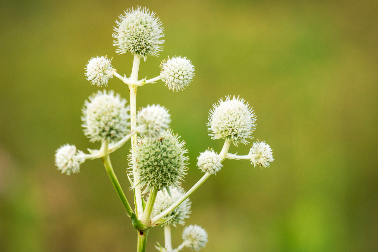 A close-up photograph of a flowering plant with multiple round, spiky white flower heads on a soft green blurred background.