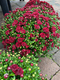 A group of blooming red annual mums sitting on a patio at Paisley Gardens in Northfield, MN.