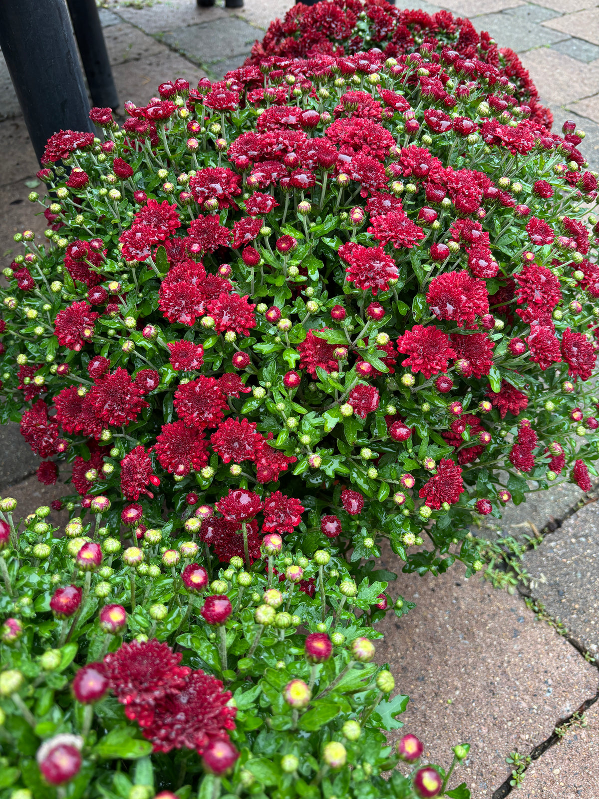 A group of blooming red annual mums sitting on a patio at Paisley Gardens in Northfield, MN.