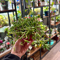 A hand holding a small potted trailing succulent plant with thick green leaves and reddish-purple stems, photographed in a shop filled with shelves of other potted plants.