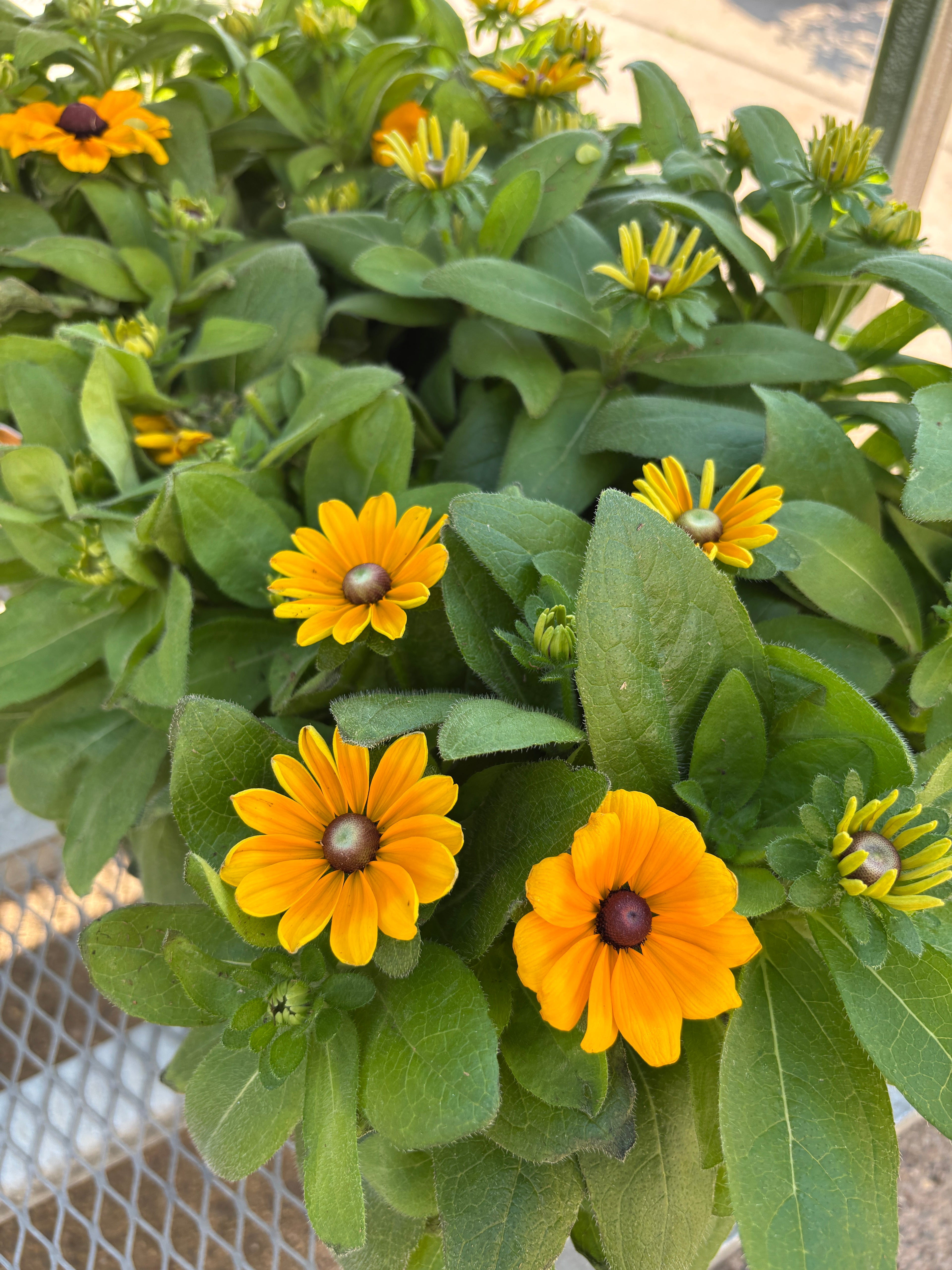 Yellow and gold daisy flowers with brown centers and green leaves sitting on a metal bench outside at Paisley Gardens in Northfield, MN.