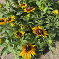 Potted plants of yellow annual Rudbeckia flowers with dark brown centers and green foliage, photographed outdoors on a stone paver surface at Paisley Gardens in Northfield, MN.