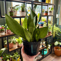 A person's hand holding a potted snake plant in a black plastic pot, set against a background of indoor plant shelves.