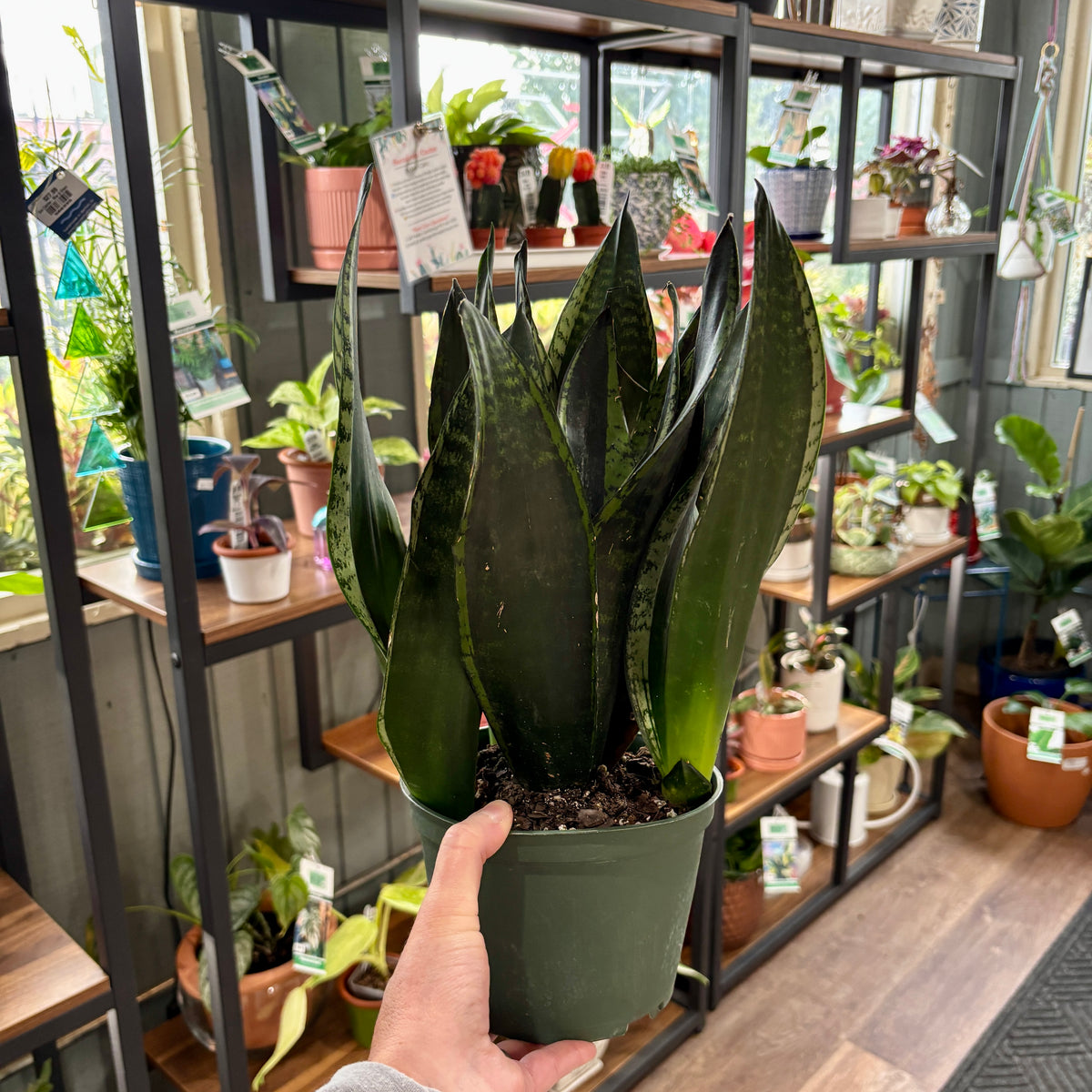 A person's hand holding a potted Sansevieria (snake plant) in a dark green plastic nursery pot, set against a busy indoor plant store background with shelves of other plants at Paisley Gardens in Northfield, MN.