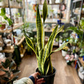 A hand holding a potted snake plant with green elongated leaves and gold edges at Paisley Gardens in Northfield, MN.