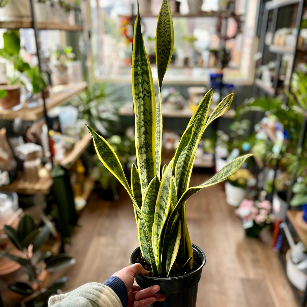 A hand holding a potted snake plant with green elongated leaves and gold edges at Paisley Gardens in Northfield, MN.