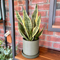 A snake plant with elongated, upright leaves and gold edges is displayed in a green pot sitting on a wood shelf in front of a brick wall at Paisley Gardens in Northfield, MN.