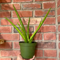 A hand holding a green snake plant with cylinder shaped leaves in front of a brick wall at Paisley Gardens in Northfield, MN.