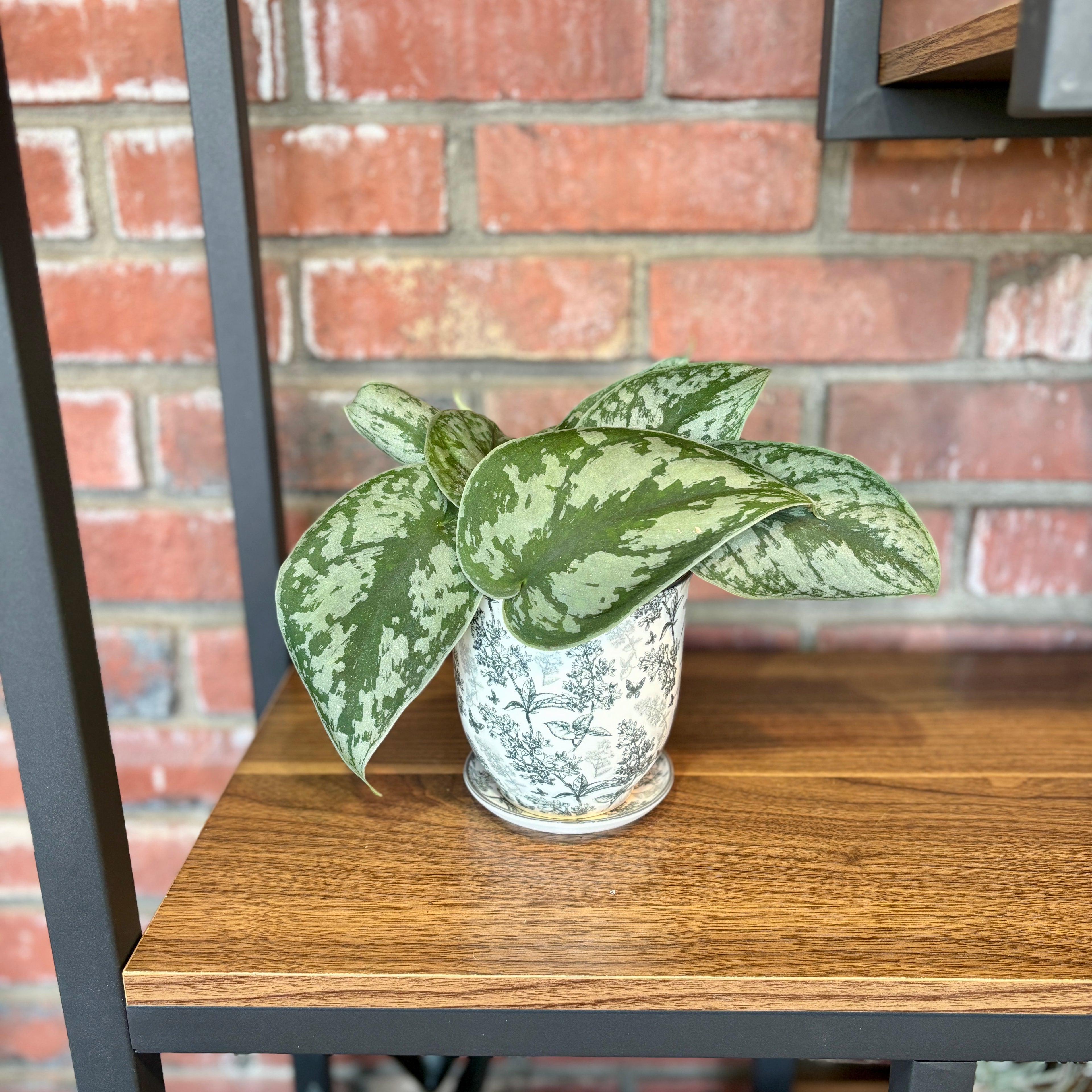 A green and silver variegated Scindapsus plant sitting in a pot with gray fern leaves on a shelf at Paisley Gardens in Northfield, MN.
