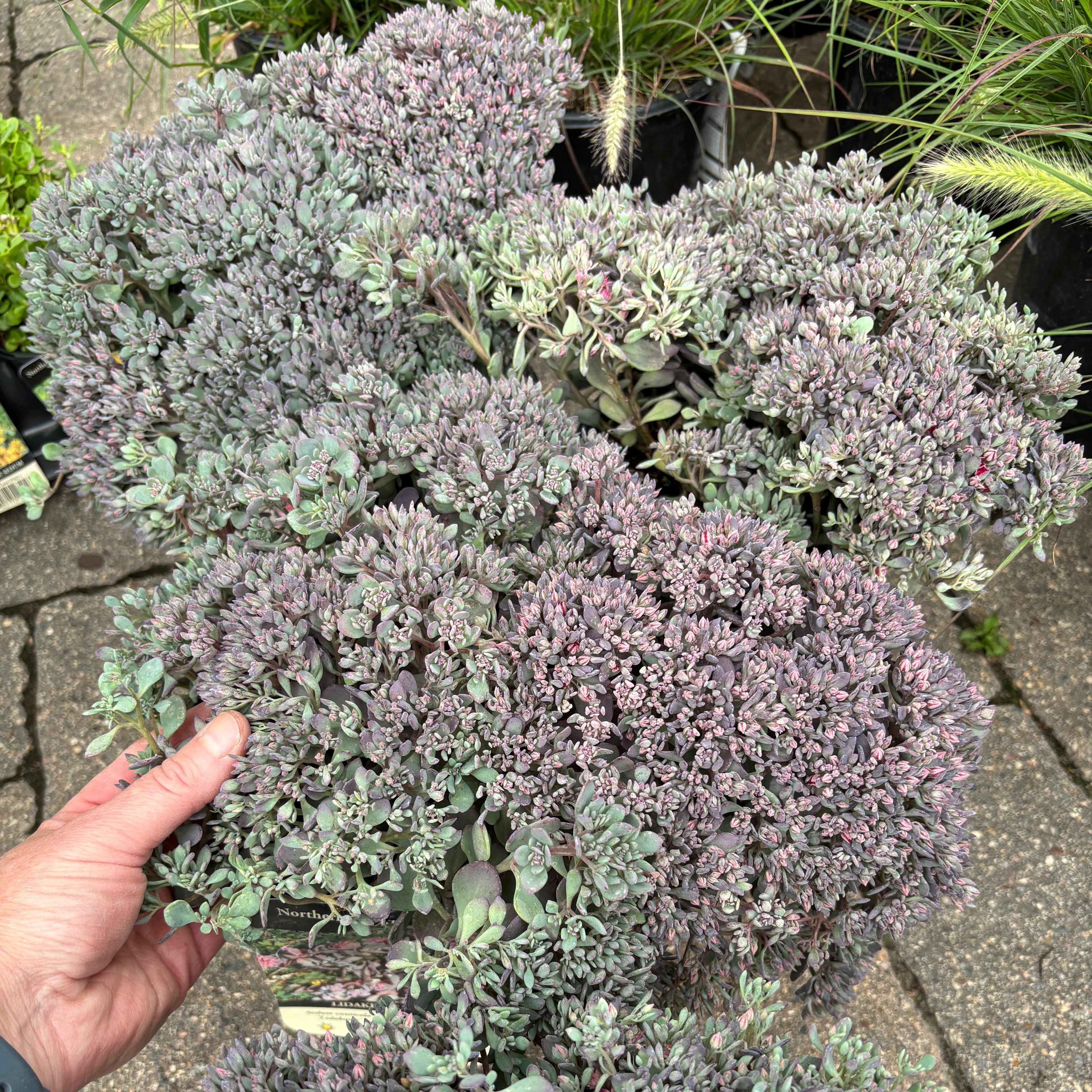 A hand holding a potted sedum plant with dense, rounded clusters of dusty purple-gray leaves, photographed outdoors on stone pavers with other plants in the background.