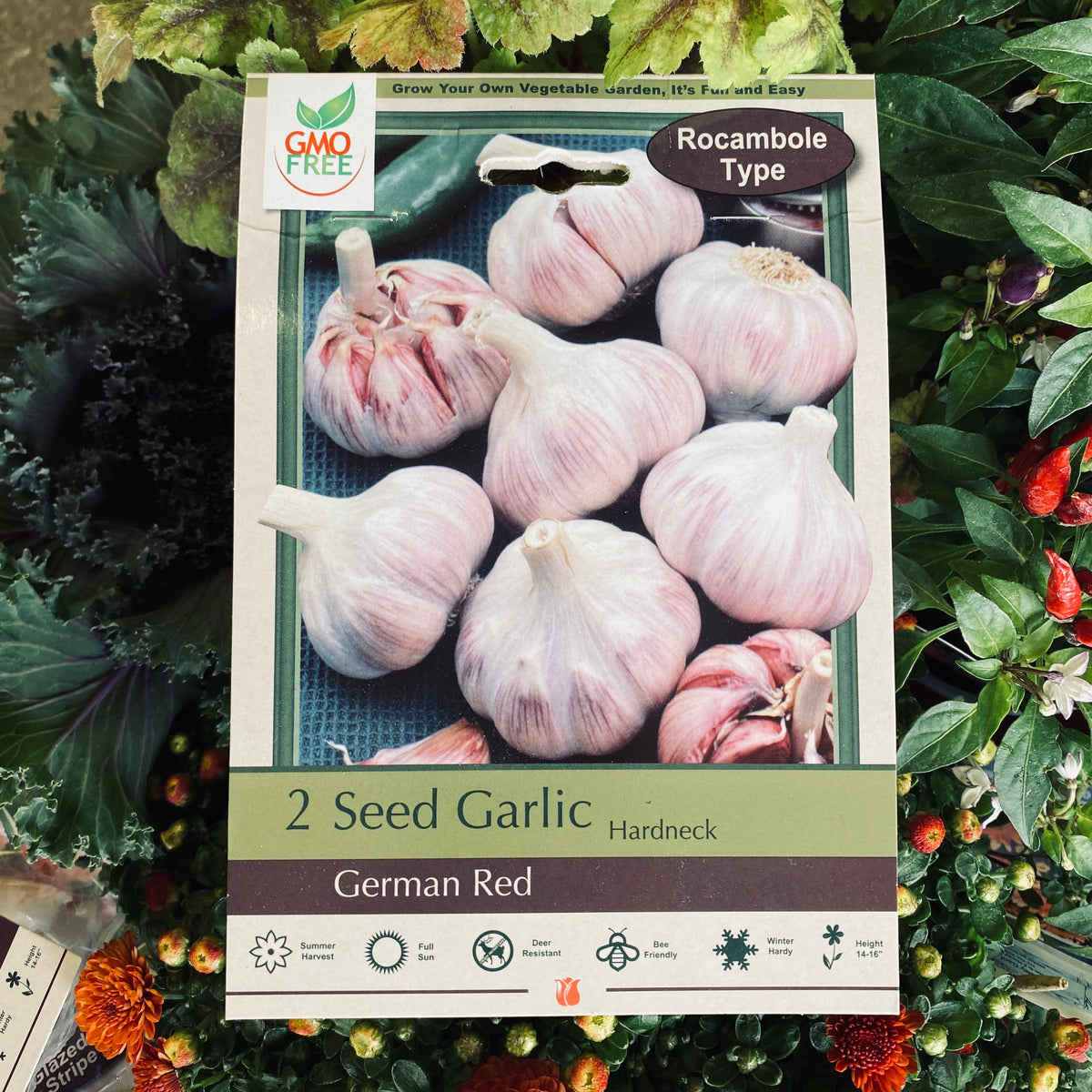 Packaged  German Red garlic bulbs surrounded by greenery at Paisley Gardens in Northfield, MN.