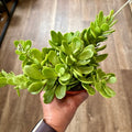 A hand holding a bright green succulent Jade plant with a wood background at Paisley Gardens in Northfield, MN.