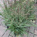 Potted ornamental grasses with long green leaves and fine brownish-purple seed heads, photographed outdoors on a paved surface with garden decor and flowers in the background.