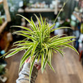 A variegated spider plant with long, slender green and cream leaves held up by a person's hand in a softly blurred indoor setting at Paisley Gardens in Northfield, MN.