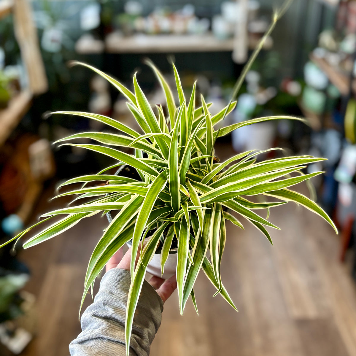 A variegated spider plant with long, slender green and cream leaves held up by a person's hand in a softly blurred indoor setting at Paisley Gardens in Northfield, MN.