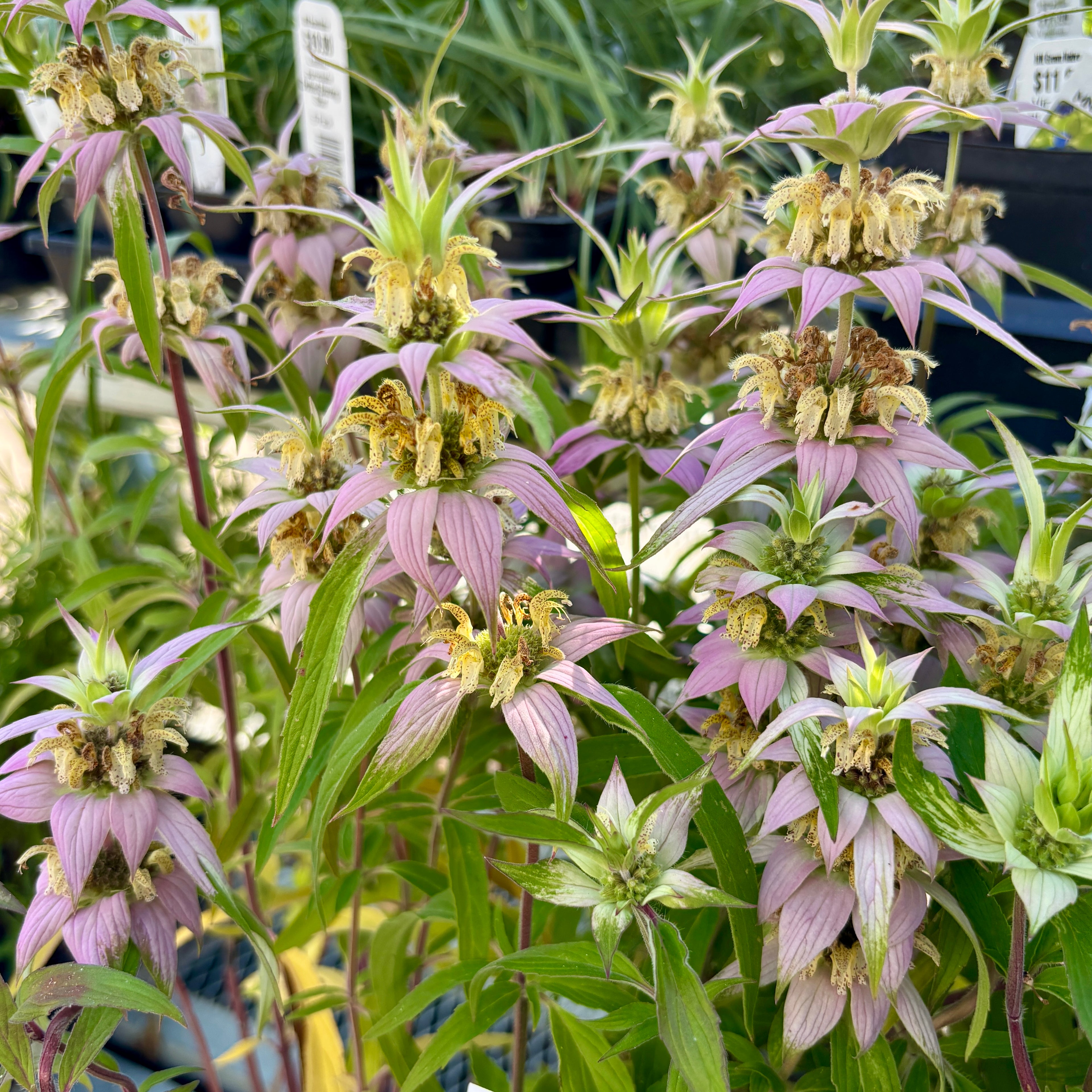 A close-up of a flowering plant with many pale pink to lavender bell-shaped flowers with yellow centers and green leaves, photographed in a garden center setting with other plants and tags visible in the background.