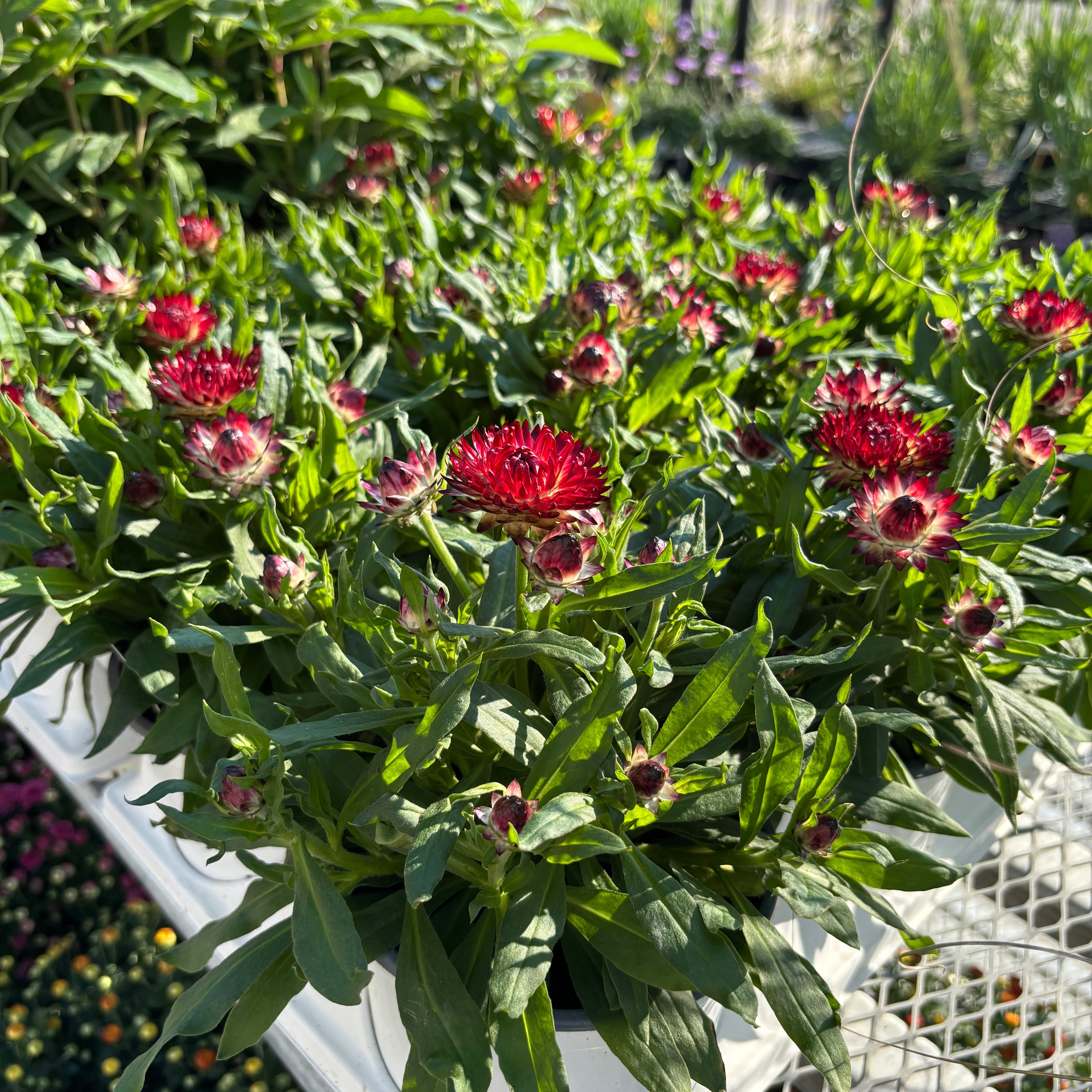 Vibrant red and pink strawflower plants sitting on a metal bench, shown in white trays with lush green foliage at Paisley Gardens in Northfield, MN.