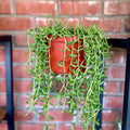 A string of bananas plant in a red plastic pot against a brick wall