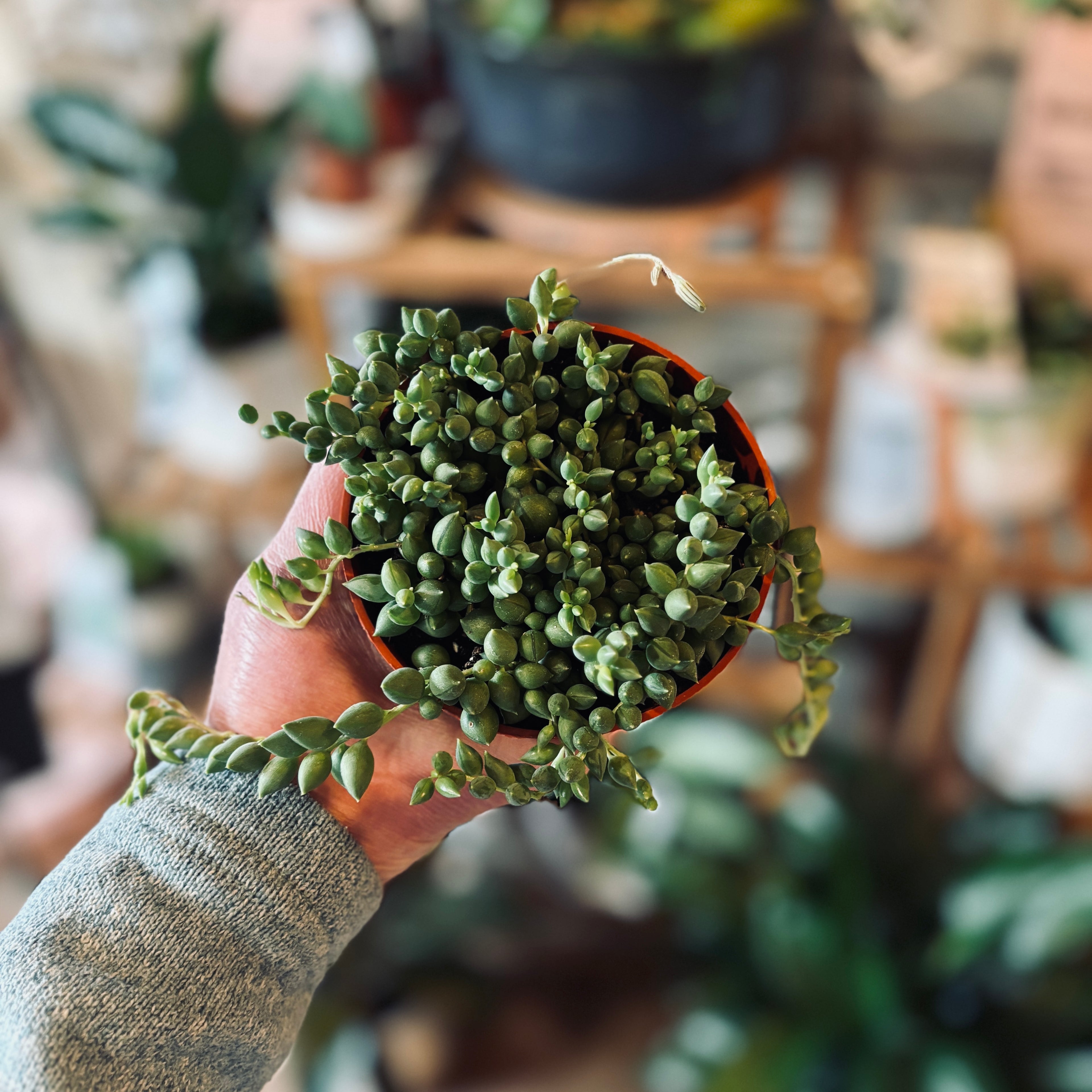 Hand holding a small green succulent plant with bean shaped leaves in an orange pot with a blurred background at Paisley Gardens in Northfield, MN..