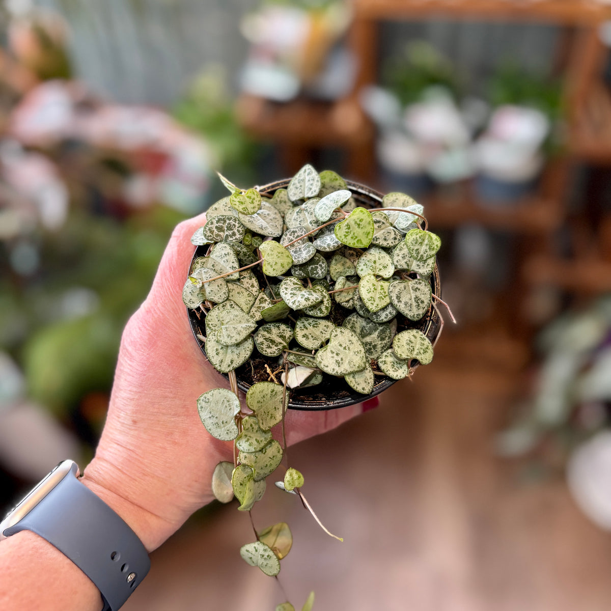 A small potted trailing plant with heart-shaped green and silver variegated leaves, held in a person's hand. The background is a softly blurred indoor setting with wooden shelves and other plants at Paisley Gardens in Northfield, MN.