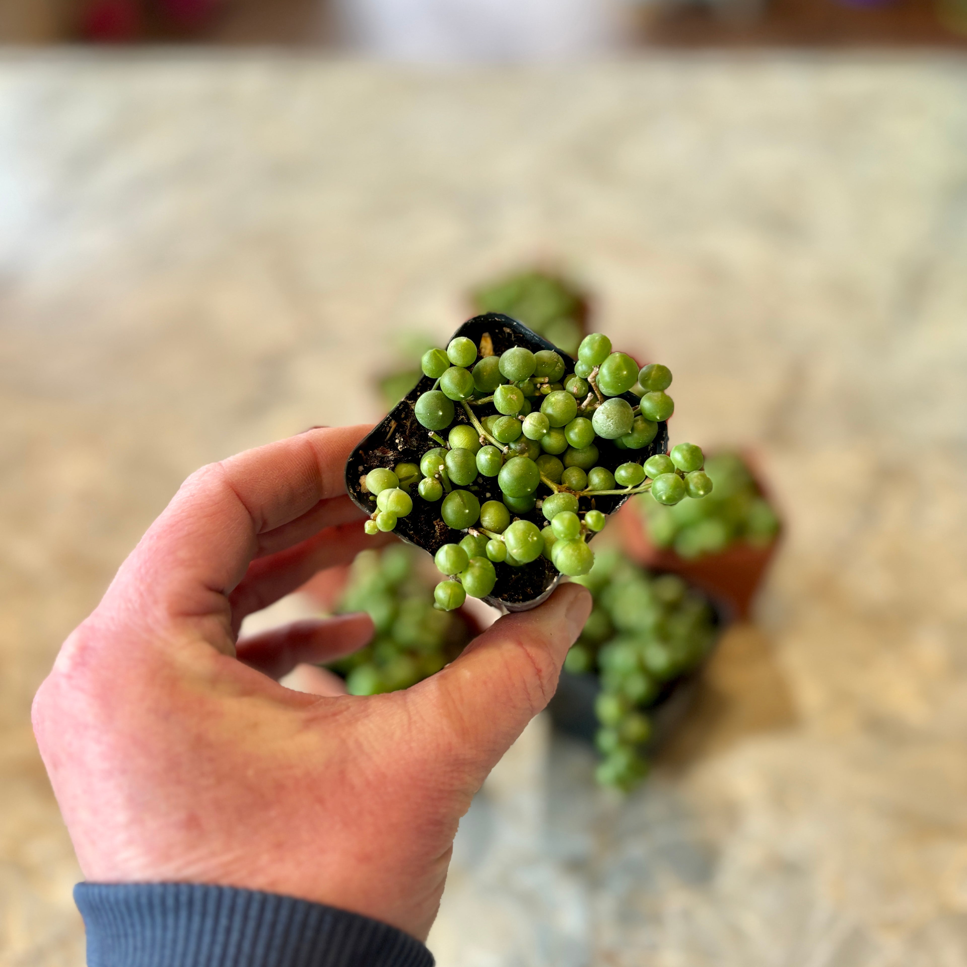 A hand holding a small potted green trailing succulent, with additional similar plants blurred in the background on a light stone surface.