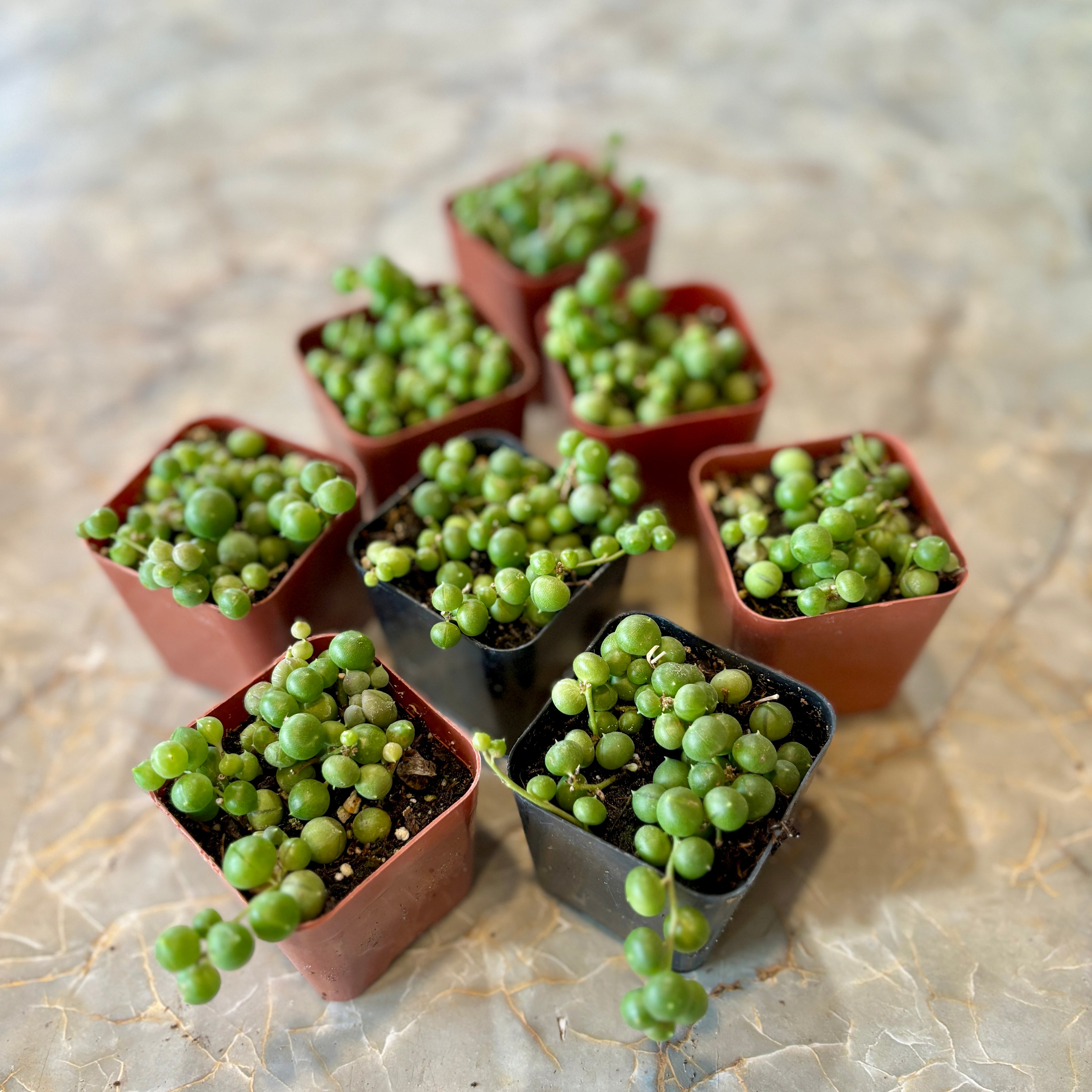 Seven small potted green succulent plants with round bead-like leaves, arranged on a light beige stone-like surface. The plants are in square pots, with five terracotta-colored pots and two black pots.