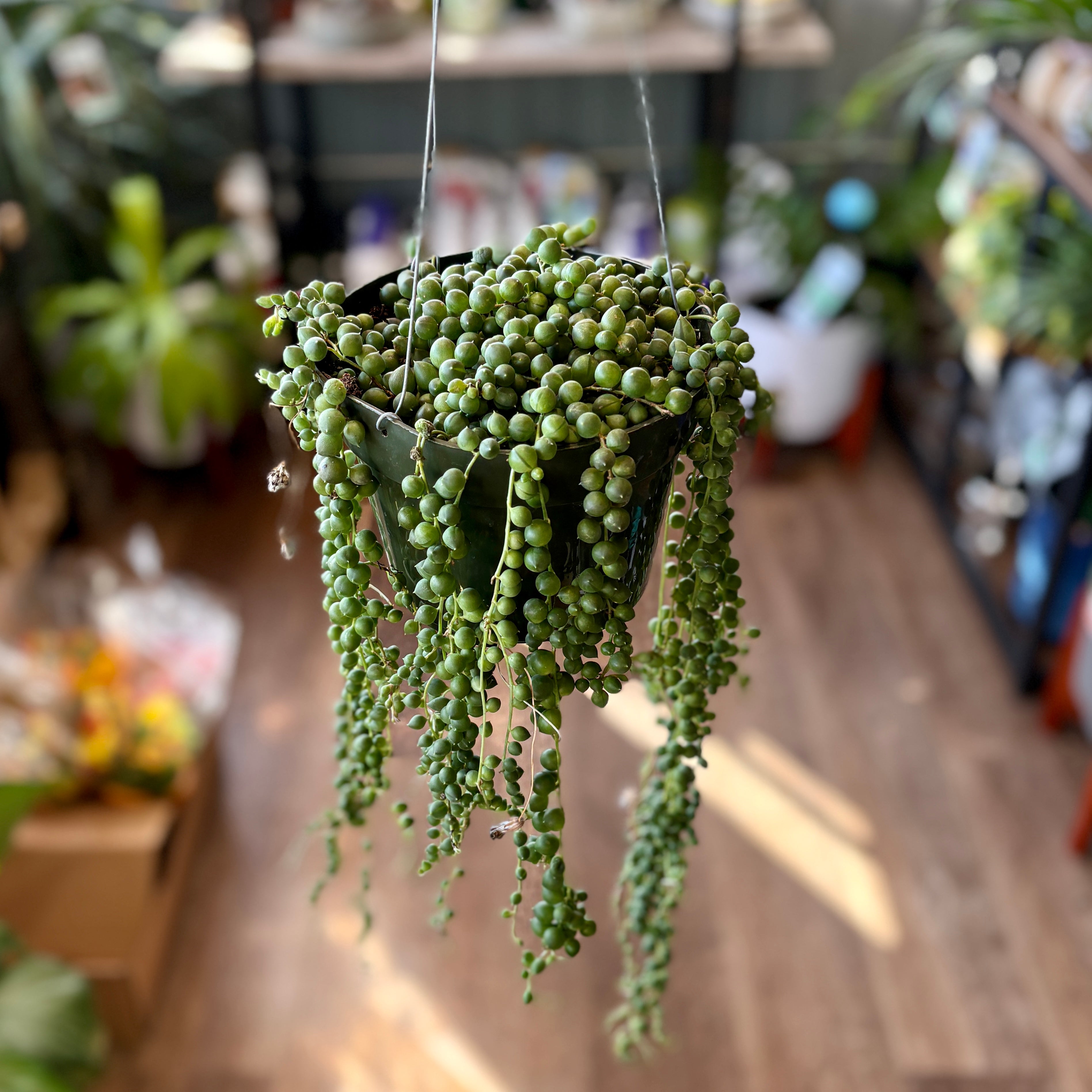 A hanging green trailing plant with small round succulent-like leaves in a dark hanging basket, photographed indoors with a blurred plant shop background.