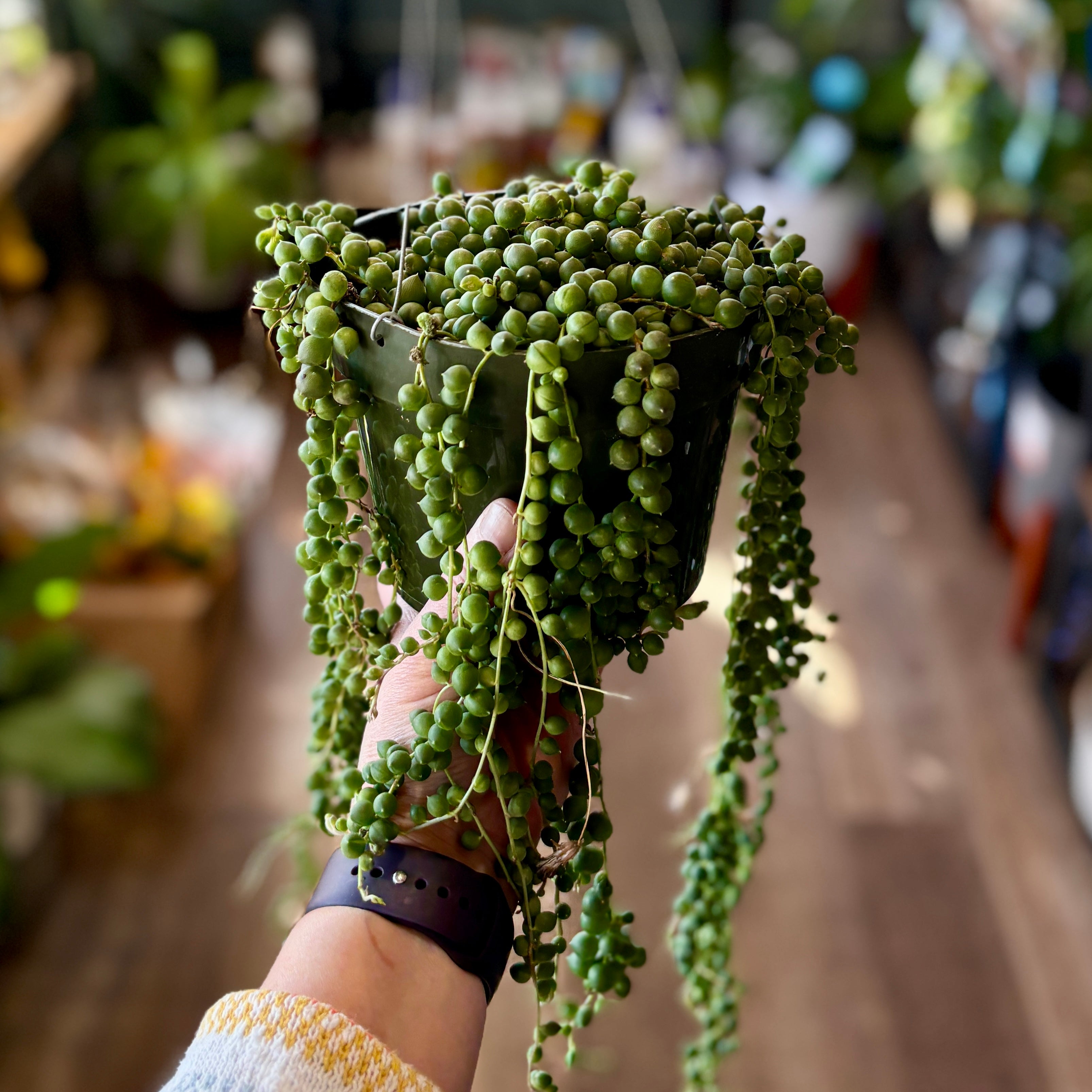 A hand holding a dark green planter filled with trailing green string of pearls, photographed in a softly blurred indoor plant shop setting.